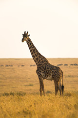 Masai or Maasai giraffe (Giraffa camelopardalis tippelskirchi), Maasai Mara, Kenya