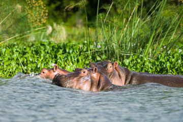 Fototapeta premium Hippopotamus (Hippopotamus amphibius) partially submerged in water, Lake Naivasha, Kenya
