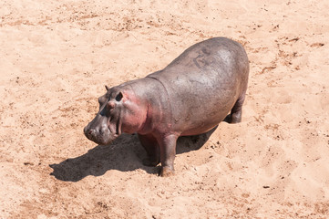 Hippopotamus (Hippopotamus amphibius) standing on river bank sand, Masai Mara, Kenya