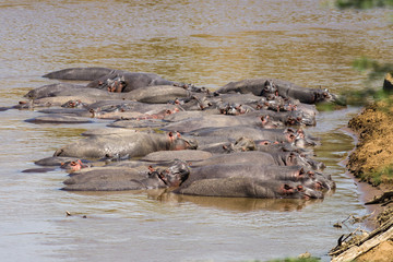 Hippo pod basking partially submerged in river water (Hippopotamus amphibius), Maasai Mara, Kenya