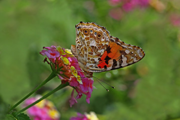 diken kelebeği   Vanessa cardui butterfly  © mylasa