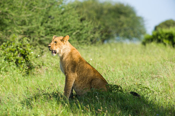 Solitary Lion (panthera leo) Sitting In Nairobi National Park, Kenya