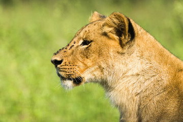 Lion (panthera leo) Resting, Nairobi National Park, Kenya