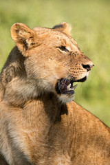 Lion (panthera leo) Resting, Nairobi National Park, Kenya