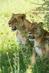 A Pair Of Lions (panthera leo) Sit Under The Shade Of A Tree In Nairobi National Park, Kenya