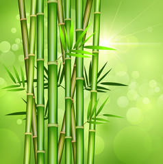Fototapeta na wymiar Bamboo stem