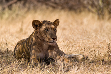 Resting Lion (panthera leo) in shade, Samburu, Kenya