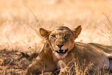 Fototapeta na wymiar Lioness (panthera leo) resting in shade, Samburu National Game Park Reserve, Kenya, East Africa