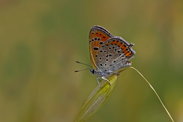 Fototapeta na wymiar Küçük ateş kelebeği ; Lycaena thersamon butterfly 