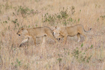 Lion (panthera leo) cubs playing as they walk, Masai Mara National Game Park Reserve, Kenya, East Africa