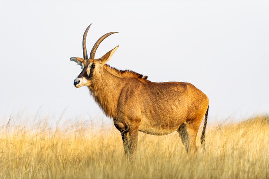 Roan antelope