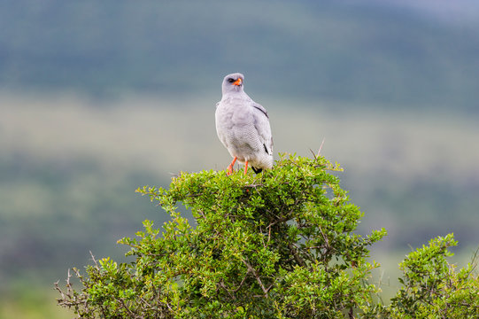 Pale Chanting Goshawk