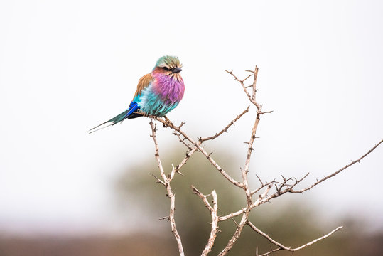 Lilac breasted roller