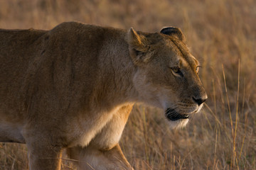 Lion (panthera leo) walking on savanna, Masai Mara National Game Park Reserve, Kenya, East Africa