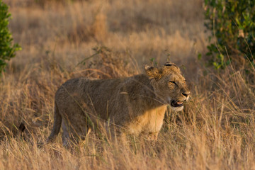 Lion (panthera leo) cub walking on savanna, Masai Mara National Game Park Reserve, Kenya, East Africa