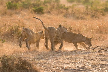 Lion (panthera leo) cubs playing, Masai Mara National Game Park Reserve, Kenya, East Africa