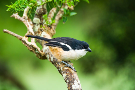 Southern Boubou