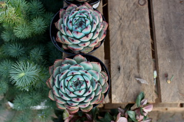 Succulent cacti at a farmers market on a village pallet with green fir branches and free  copy space for text top view flat lay