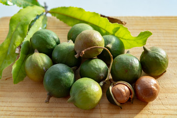 New harvest of ripe fresh Australian macadamia nuts in shell with leaves