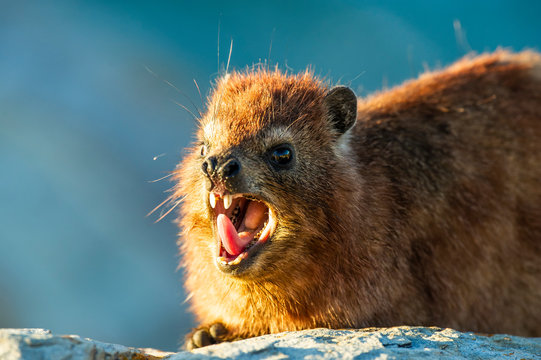 Rock hyrax