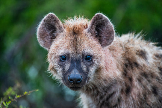 Spotted hyena