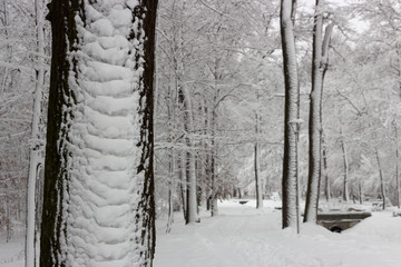Concept winter beauty. Hardwood. With bare trees covered with snow.