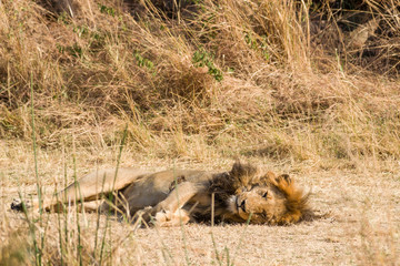 Male lion (panthera leo), Masai Mara National Game Park Reserve, Kenya, East Africa