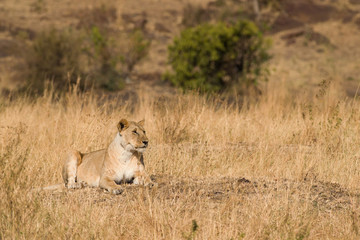 Fototapeta na wymiar Lion sitting (panthera leo), Masai Mara National Game Park Reserve, Kenya, East Africa