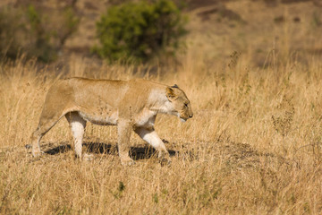 Lion walking (panthera leo), Masai Mara National Game Park Reserve, Kenya, East Africa