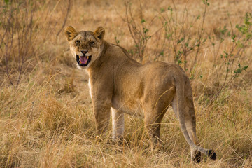 Fototapeta na wymiar Lion snarling (panthera leo), Masai Mara National Game Park Reserve, Kenya, East Africa