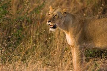 Lion standing watching (panthera leo), Masai Mara National Game Park Reserve, Kenya, East Africa