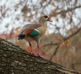 Egyptian goose in elm tree on Lake Austin