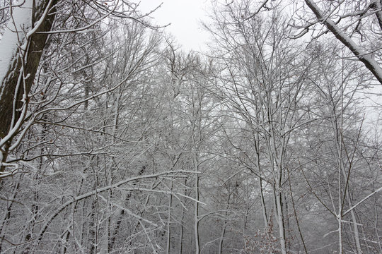 Fototapeta Concept winter beauty. Hardwood. With bare trees covered with snow.