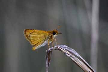 Sarı lekeli zıpzıp kelebeği   Thymelicus acteon butterfly  © mylasa