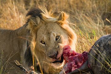 Male lion (panthera leo) eating dead wildebeest carcass, Masai Mara, Kenya