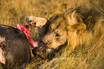 Male lion (panthera leo) eating dead wildebeest carcass, Masai Mara, Kenya © James