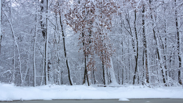 Fototapeta Concept winter beauty. Hardwood. With bare trees covered with snow.