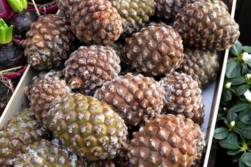 A lot of spruce pine brown cones close-up  pattern background