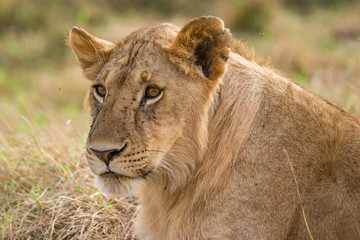 Lion sitting resting (panthera leo), Masai Mara National Game Park Reserve, Kenya, East Africa