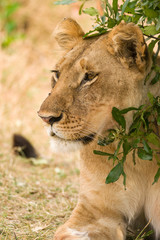Female lion (panthera leo), Masai Mara National Game Park Reserve, Kenya, East Africa