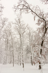 Concept winter beauty. Hardwood. With bare trees covered with snow.
