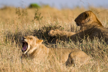 Lion sitting resting (panthera leo), Masai Mara National Game Park Reserve, Kenya, East Africa