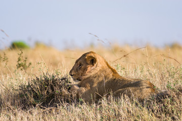Lion sitting resting (panthera leo), Masai Mara National Game Park Reserve, Kenya, East Africa