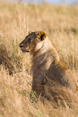 Lion sitting resting (panthera leo), Masai Mara National Game Park Reserve, Kenya, East Africa