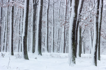Concept winter beauty. Hardwood. With bare trees covered with snow.