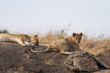 Resting Lions (panthera leo) on rock outcrop, Maasai Mara, Kenya