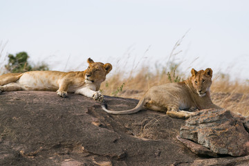 Lion sitting on rocky outcrop resting (panthera leo), Masai Mara National Game Park Reserve, Kenya, East Africa