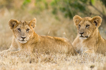 Obraz na płótnie Canvas Lion cubs (Panthera leo) waiting for mother to return, Masai Mara, Kenya