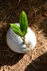 Palm tree sprouting from coconut