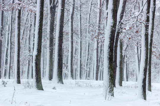 Fototapeta Concept winter beauty. Hardwood. With bare trees covered with snow.